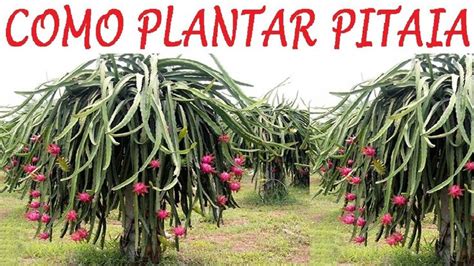 Como Plantar Pitaia da forma mais fácil do mundo Pitaia Como