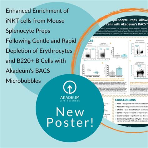 Inkt Cell Enrichment From Mouse Splenocytes Post B Cell Depletion