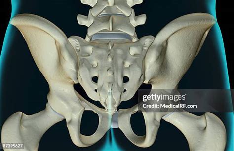 Iliac Crest Photos And Premium High Res Pictures Getty Images