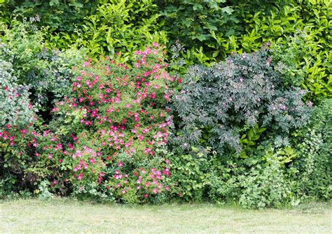 9 arbustes pour créer une haie fleurie