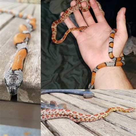 Haven't named my snakes for a year, suggestions? : r/snakes