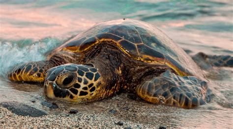 Guía Básica De Las Tortugas