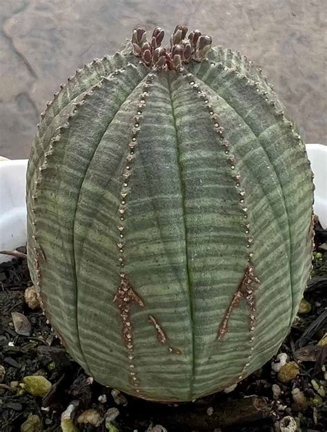 Euphorbia Obesa Baseball Plant Plantly