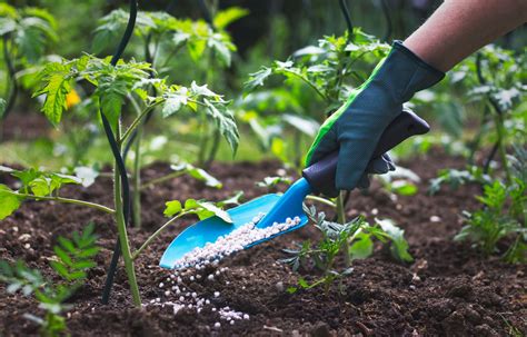 Jardinage Tout Savoir Sur La Fertilisation Le Devoir