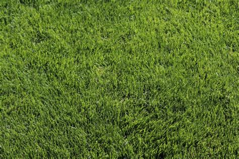 Kentucky Bluegrass For Lawns The Ultimate Guide Lawn Chick