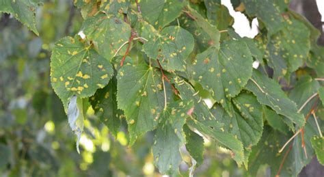 Understanding Combating Anthracnose A Guide For Maryland Virginia