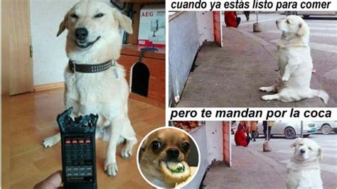 5 MEMES de perros muy graciosos para compartir en tus estados de ...