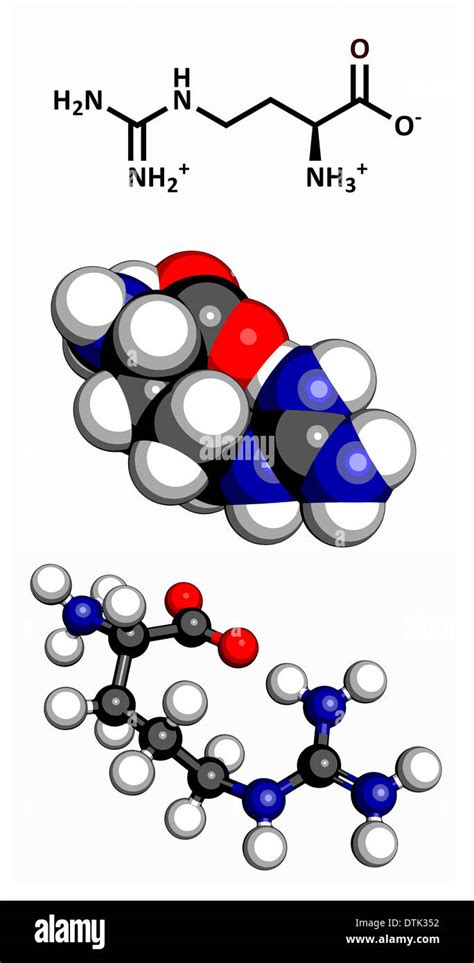 Amino Acids Ball And Stick Hi Res Stock Photography And Images Alamy