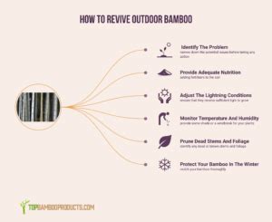 How To Revive Outdoor Bamboo Topbambooproducts