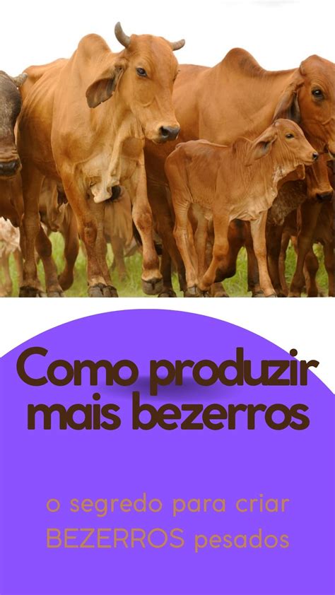 Como Produzir Mais Bezerros O Segredo Para Criar Bezerros Pesados A