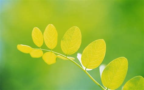 Wallpaper Sunlight Leaves Nature Branch Green Yellow Summer Pollen Dew Tree Leaf