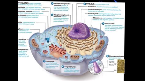 Cell Organelles Endoplasmic Reticulum Youtube