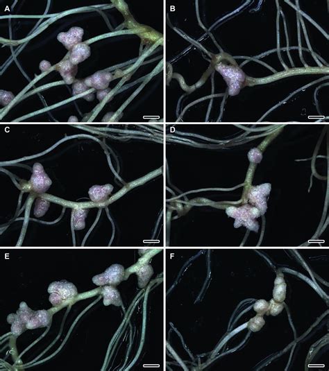 Frontiers Efficacy Of A Plant Microbe System Pisum Sativum L