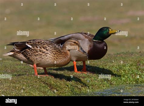 Mallard Anas Platyrhynchos Pair Drinking From Pond Eccles On Sea