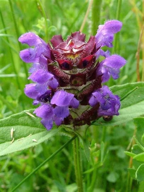 The Amazing Health Benefits Of SELF HEAL Medicinal Herb Natural