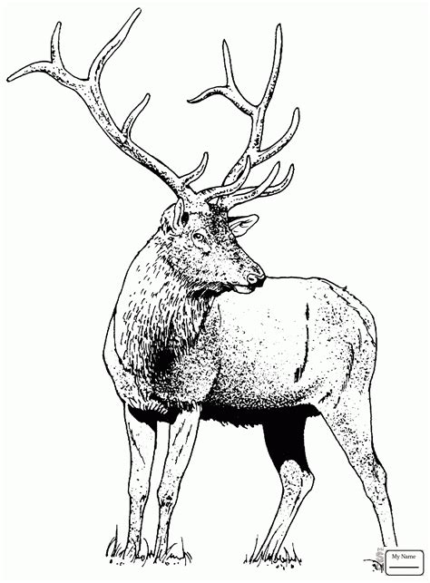 Bull Elk Drawing at GetDrawings | Free download