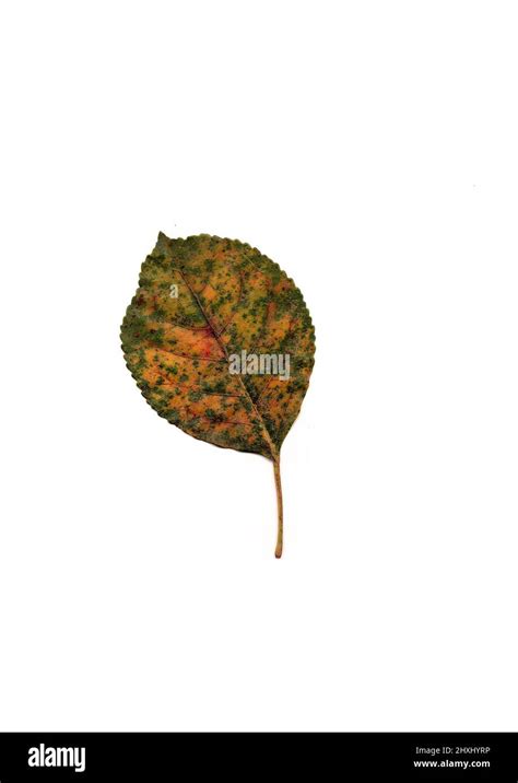 Fall leaf isolated on white background Stock Photo - Alamy