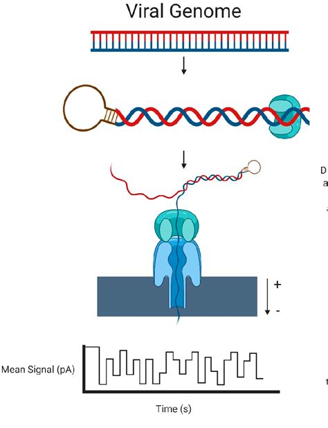 Figure 2 From Applications Of Deep Mutational Scanning In Virology