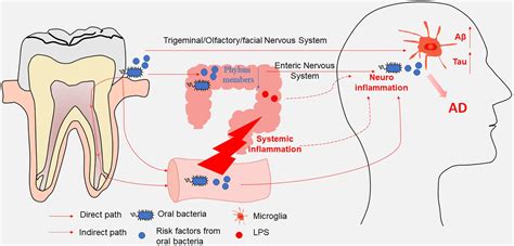 Frontiers The Oral Gut Brain Axis The Influence Of Microbes In