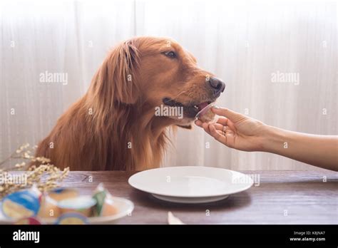 Golden Retriever Eating Stock Photo Alamy