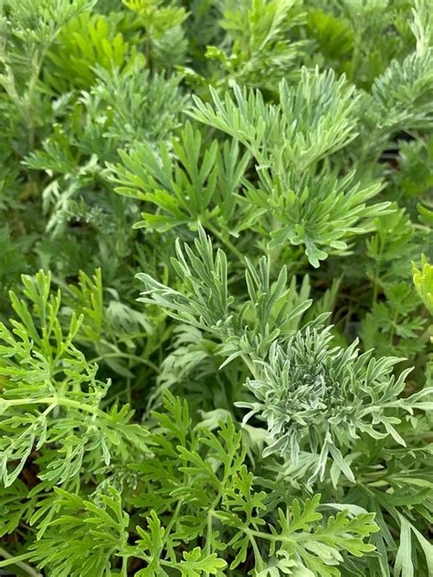 New Artemisia Absinthium The Beth Chatto Gardens