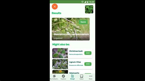 Plantsnap Identifies A Logwood Haematoxylum Campechianum Youtube