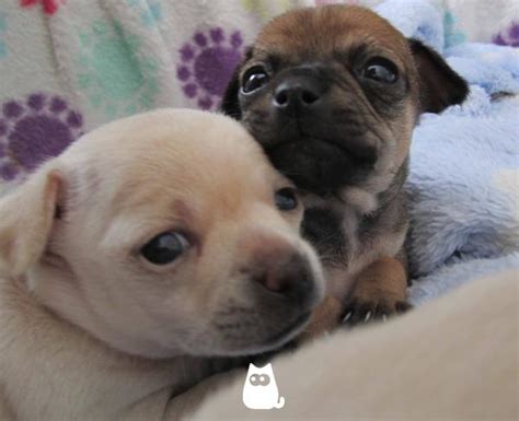 Cuándo abren los ojos los perros cachorros DESCÚBRELO