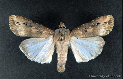 Black Cutworm Agrotis Ipsilon Hufnagel