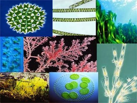 Plant Science 4 U: Classification of Algae by Smith