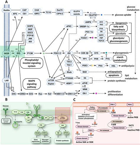 Representation Of Insulin Mediated Signaling Pathways A Overall