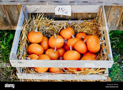 Elevated View Of Pumpkins Hi Res Stock Photography And Images Alamy