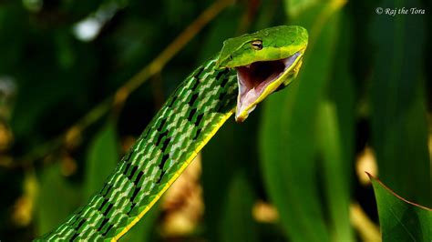 Raj The Tora Posted A Photo The Green Vine Snake Ahaetulla Nasuta Is