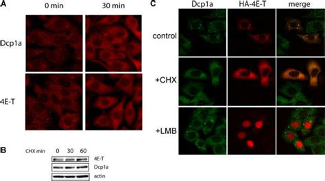 Effect Of Cycloheximide And Lmb On 4e T Localization In P Bodies A