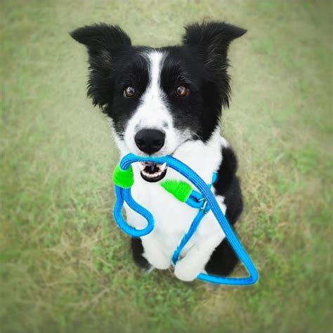 Matis Pet | Manufacturer of dog gear