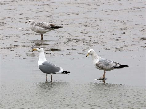 Mongolian Gull Larus Mongolicus China Thailand Coke Smith Wildlife