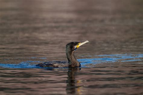 Naturephoto-tone » Blog Archive » Kormoran