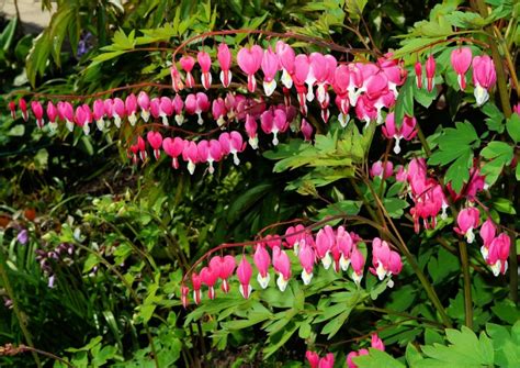 Bleeding Heart How To Grow Dicentra Spectabilis