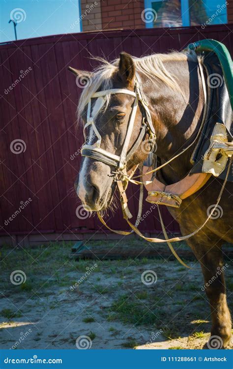 Portrait of Harnessed Horse Stock Image - Image of face, background ...