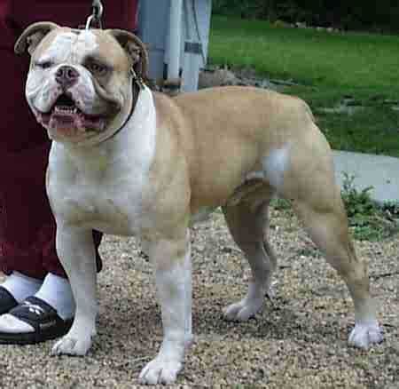 USA American Bulldog Breeders, Grooming, Dog, Puppies, Reviews, Articles - Muamat