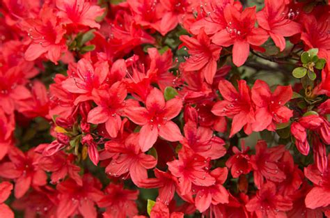 Can You Grow Azaleas From Cuttings 4 Amazing Steps By Daisy May