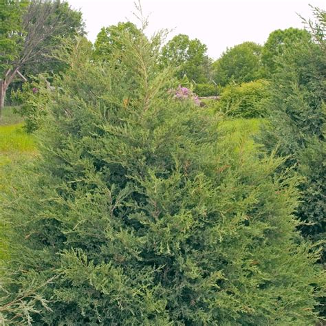 Juniperus virginiana from Neil Vanderkruk Holdings Inc.