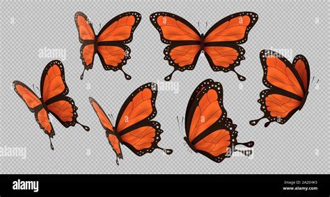 Monarch Butterflies Group Stock Vector Images Alamy