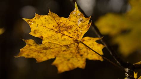 2560x1440 leaf, maple, autumn 1440P Resolution Wallpaper, HD Nature 4K ...