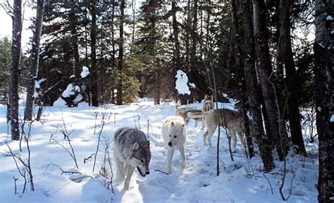 Wolves in Riding Mountain National Park (Manitoba, Canada) – The Wolf Intelligencer