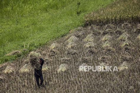 Nilai Tukar Petani April 2023 Turun 0 24 Persen Jadi 110 58 Poin