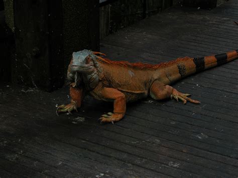 Iguana Wallpapers Animal Literature