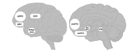 Locations Of Typical Brain Regions Associated With Altered Self Control Download Scientific