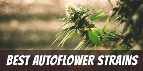 Best Autoflower Strains and Seeds For An Easy Outdoor Grow