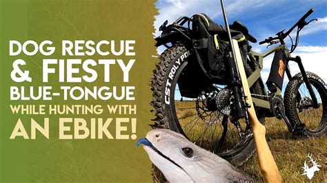 Lost Dogs Hunting Off An Ebike And A Feisty Blue Tongue Lizard