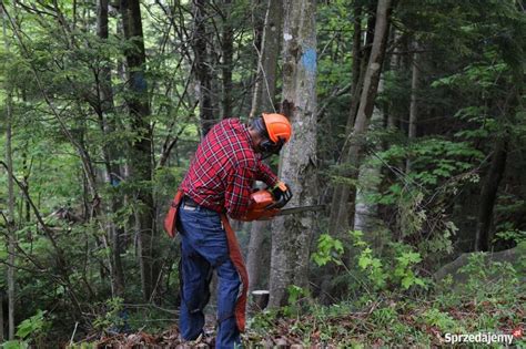 Wycinka drzew cięcie drewna usługi rębakiem wycinka alp Poznań